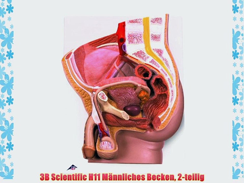 3B Scientific H11 M?nnliches Becken 2-teilig