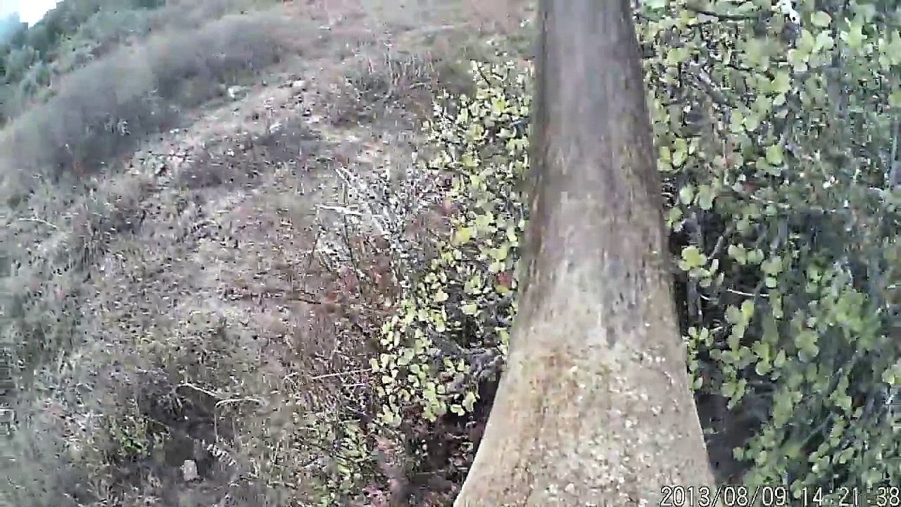 Caméras implantées dans les cornes de rhinocéros pour lutter contre les braconniers