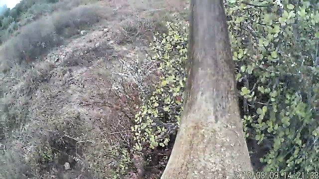 Caméras implantées dans les cornes de rhinocéros pour lutter contre les braconniers