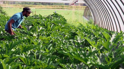 Aux Légumes Célestes, Férolles