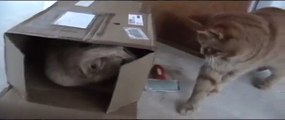 Emery cat scratching board, cats playing with cardboard box, catnip, cats boxing
