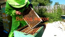 Видео о пчеловодстве. Трейлер моего канала. Videos about beekeeping. Trailer of my channel