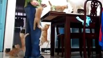 Funny Videos - Funny Cats - Funny Babies Laughing - Funny Animals Videos - Funny Dogs 2015