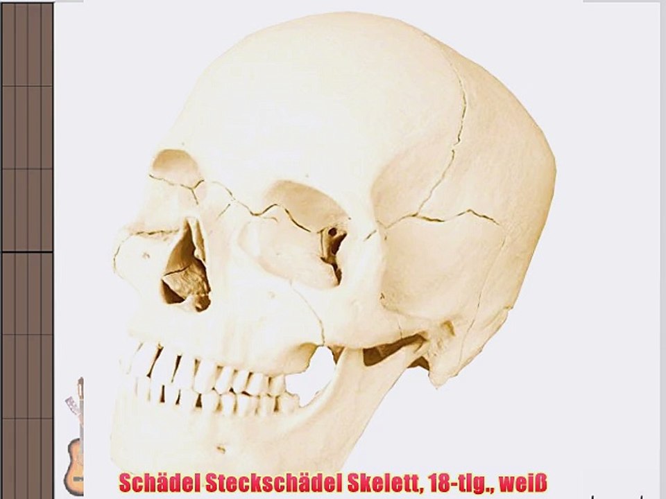Sch?del Stecksch?del Skelett 18-tlg. wei?