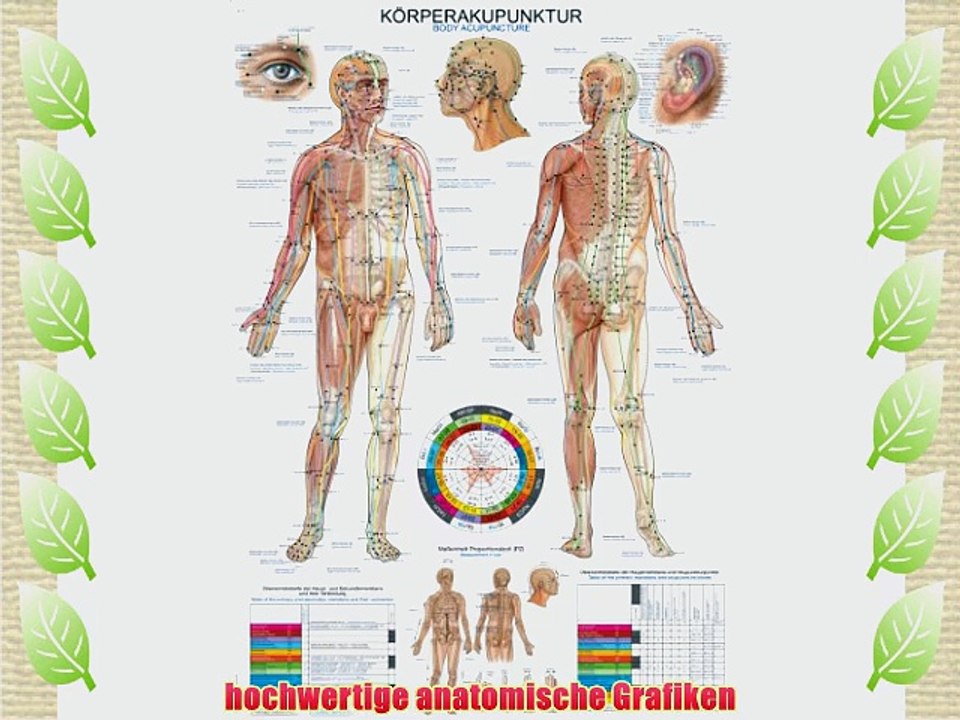 AL110 Erler-Zimmer Lehrtafel K?rperakupunktur