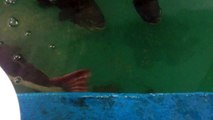Red Tail Catfish feeding..