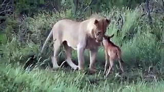 Lion Saves Baby Deer from Hungry Lion