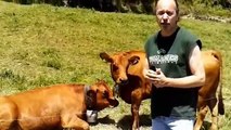 Une p'tite ballade avec les vaches dans les Alpes en Savoie