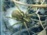 Wolfspider laying eggs (#202)