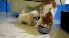 Cat VS Dog -really funny