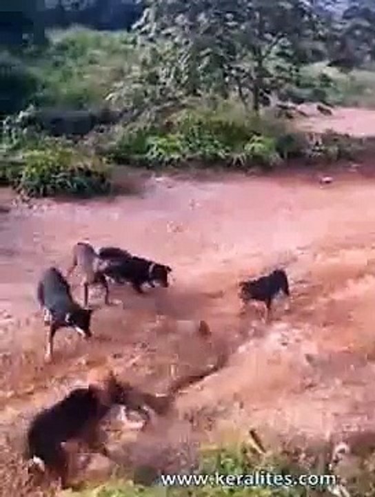 cobra vs dogs