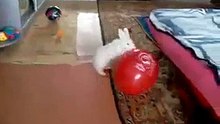 Crazy Rabbit