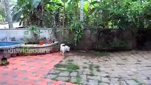 Fight between a dog and a snake