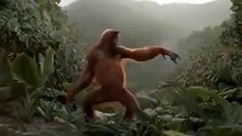 Funny dancing monkey