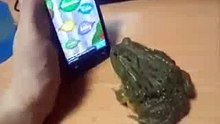 funny frog