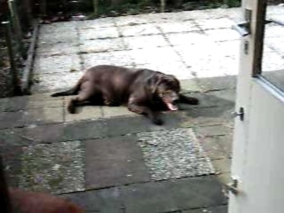 Joey 019
