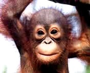 Happy Birthday by monkey