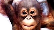 Happy Birthday by monkey