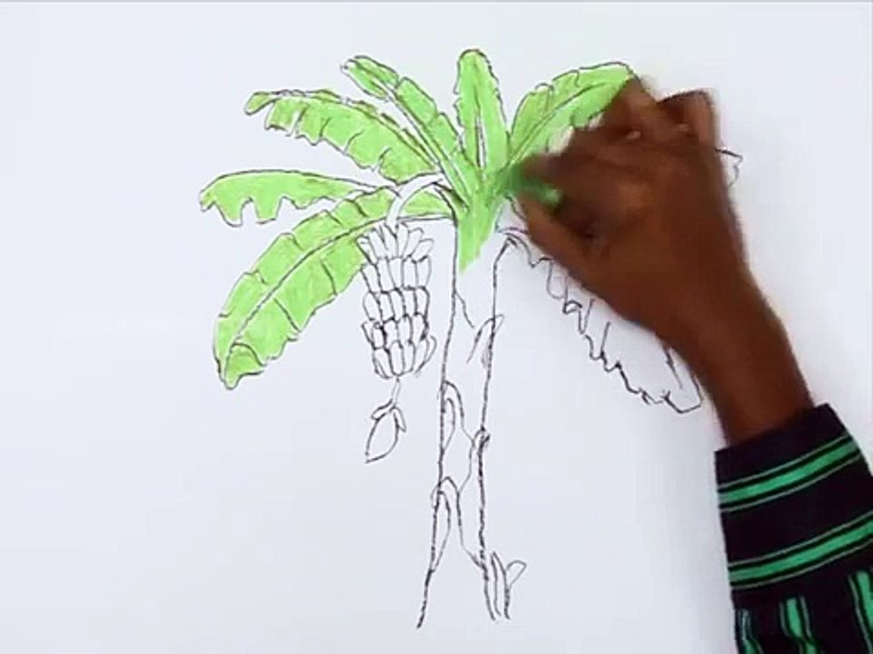 How to Draw a Banana Tree