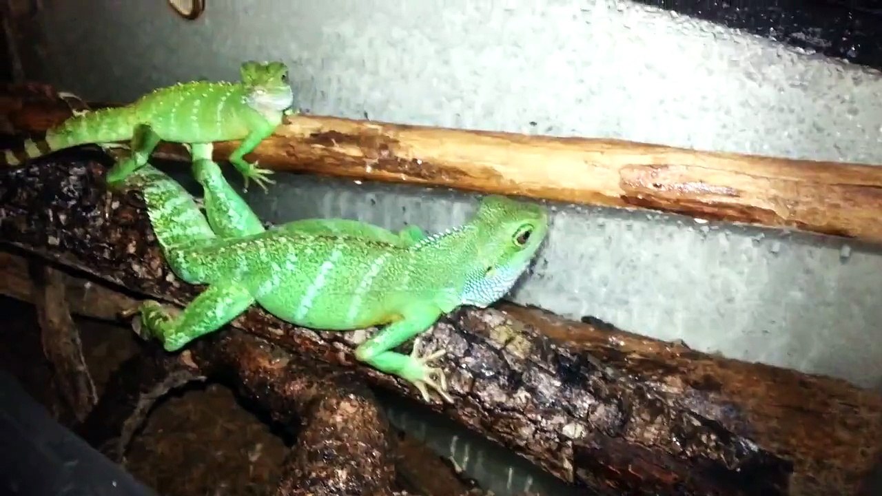My 2 WATER DRAGONS UPDATE