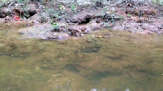 Un serpent dort et se laisse flotter sur une rivière. Tranquille!