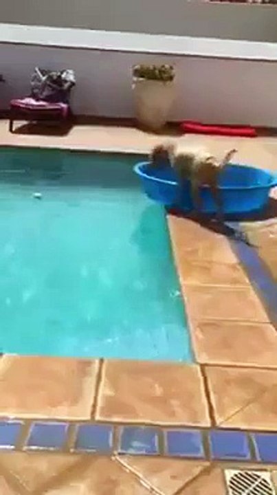 un chiot qui a le pied marin navigue dans une piscine
