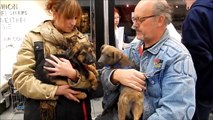 Aankomst op 14 december 2014 van Dogs Adoptions Nederland hondjes.