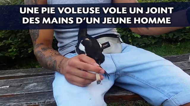 Une pie voleuse vole un joint des mains d'un jeune homme
