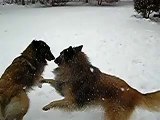 belgian tervuren