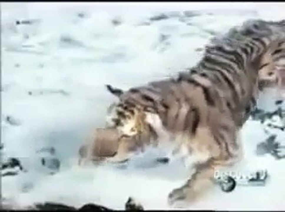Animal Face Off - Bear vs Tiger