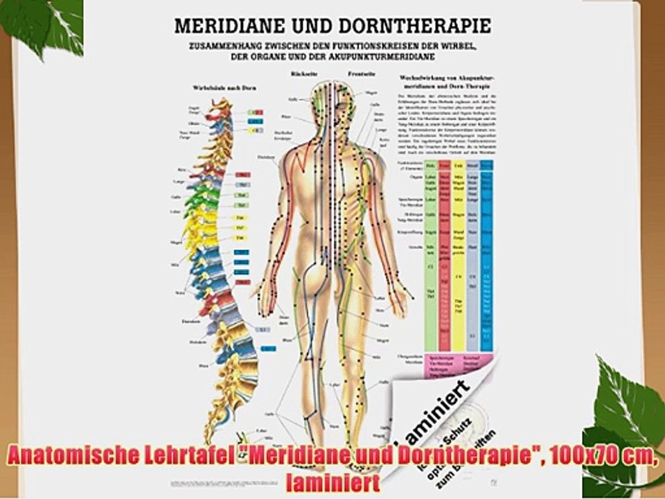 Anatomische Lehrtafel Meridiane und Dorntherapie 100x70 cm laminiert