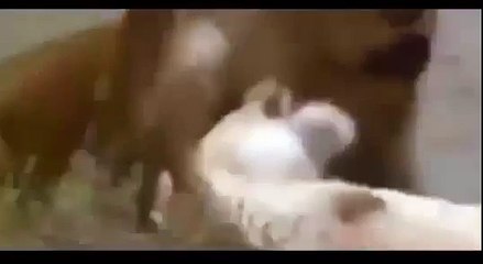 Lion vs Lion , 4 Lion vs 1 Lion fight to death