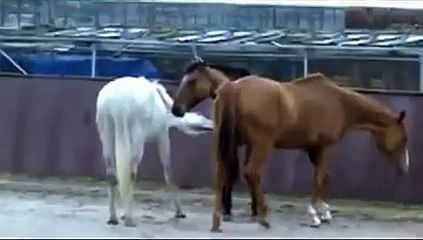 Mare acting like a stallion