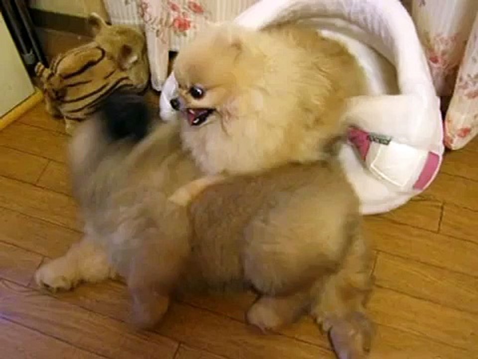 チャウポメ　仁義なき戦い
