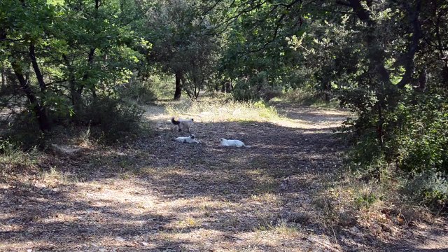 chats dehors 2 (07/2015)