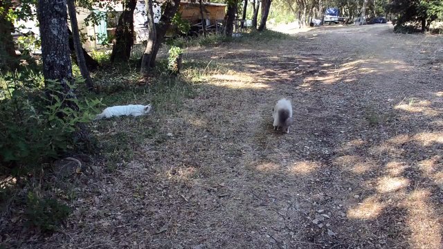 chats dehors 3 (07/2015)