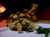 kain (african spurred tortoise)eating speeded up