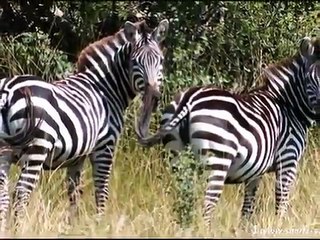 Animaux, paysage de l'afrique