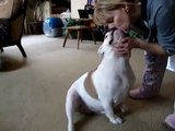 Bella the Bulldog UPDATE: Bella has been adopted!!!