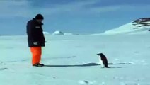 Penguin Attacks Man!