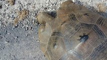 Galapagos Turtle Eats Shit at Isabela Island