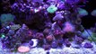 Updated 40 Gallon Mixed Reef - Nuvo Fusion 40- 1080P HD