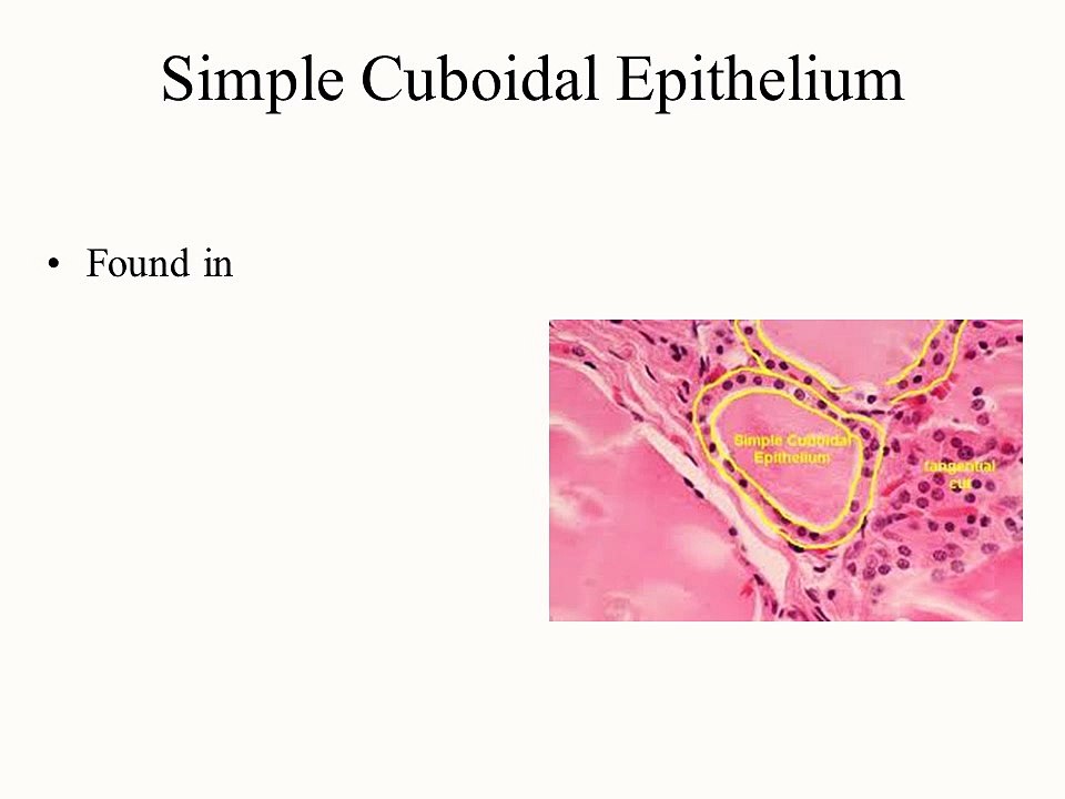 Epithelial Tissue Lecture 2013