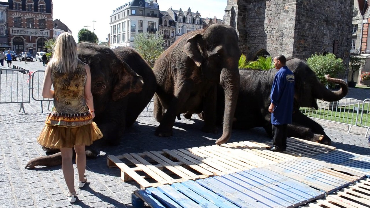 Les éléphants du cirque Medrano s'installent sur la Grand-Place