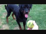 How I play ball fetching game with my Rottweiler Dog