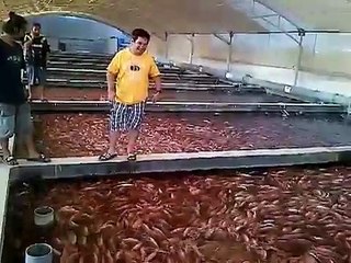 Ras Al Khaimah UAE - Tilapia Farm