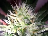 Original Skunk 1 - Seedsman - Cannabis grow journal Trichome World