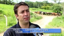 Manqueira, a doença universal dos bovinos - Programa Valeu Vallée