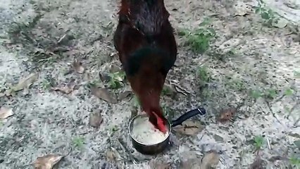 Jersey Giant Rooster