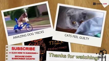 Funny Videos - Funny Animal - Best Funny Animals compilation 2015.mp4